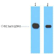 Myc-Tag Monoclonal Antibody